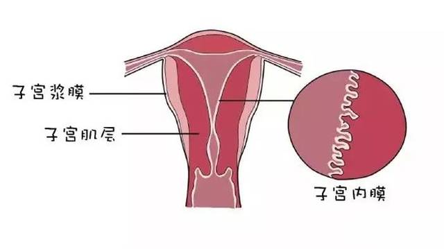 但是,有些女士患者子宫进行内膜增厚是病理性的,为什么会子宫内膜增厚